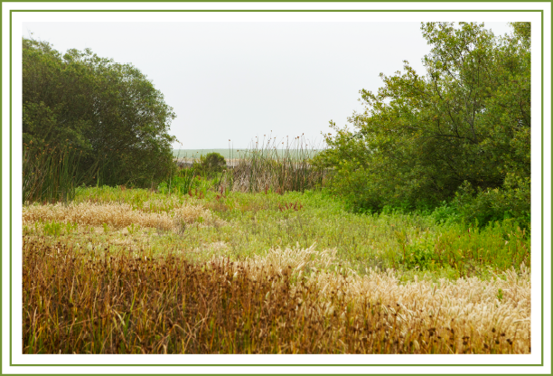 wetlands